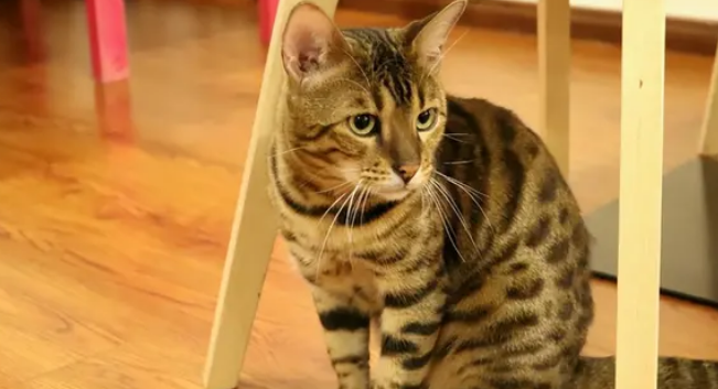好养又便宜的猫