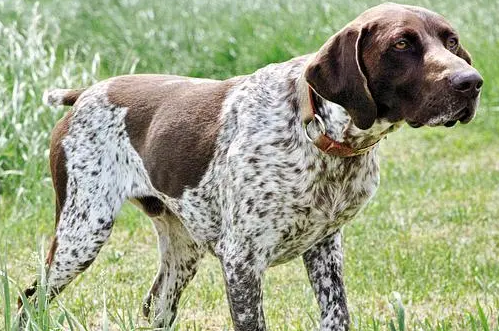 什么是波音达猎犬？波音达猎犬的样貌特征和生活习性