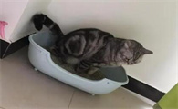 公猫乱尿怎么解决