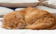 猫的生活特征和生活方式