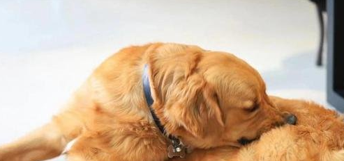 狗狗吃咸了怎么办?狗狗吃咸后的鲜明表现 狗狗吃咸了怎么办?狗狗吃咸后的鲜明表现