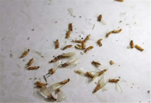 如何预防白蚁 如何预防白蚁