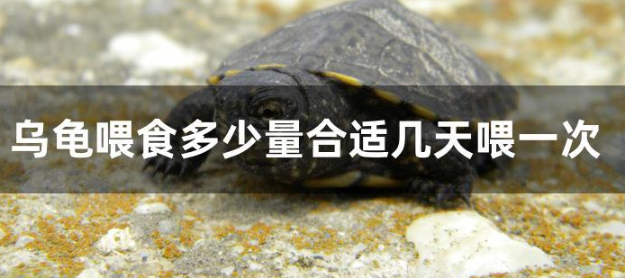 乌龟喂食多少量合适几天喂一次