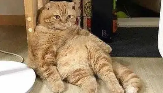 橘猫好养吗?正确饲养胖橘猫的方法看这里 橘猫好养吗?正确饲养胖橘猫的方法看这里