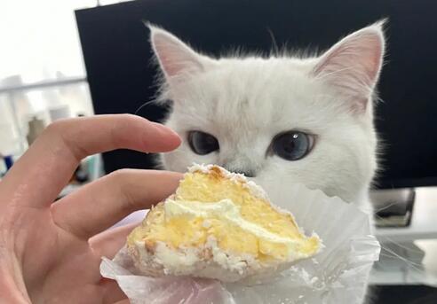 猫吃一点奶油有事吗