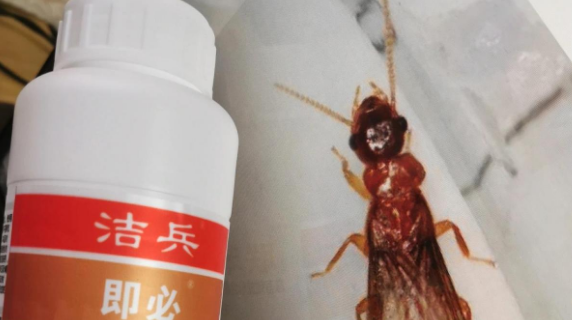 白蚁怎么去除