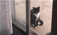 家里进猫的真正预兆
