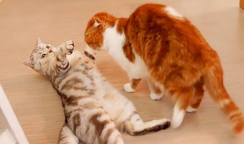 猫打架还是闹着玩区别 猫打架还是闹着玩区别