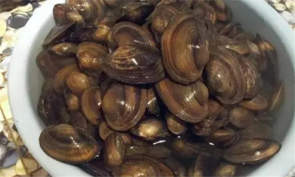河蚌能多吃吗