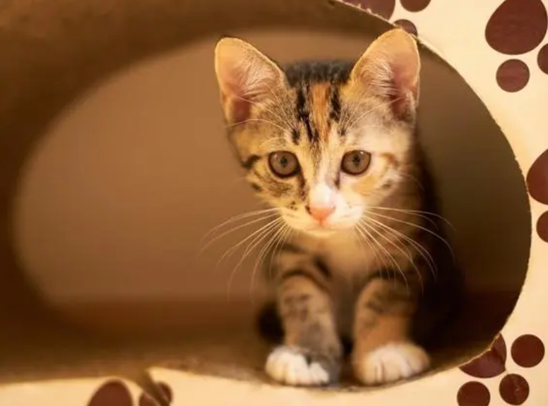 刚出生的小猫怎么分公母图解