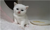 纯白的猫是什么品种