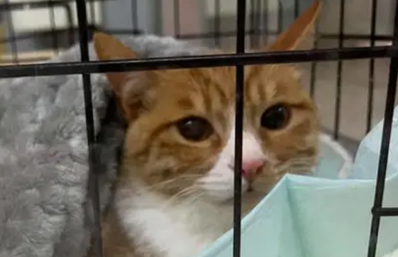 猫得猫瘟能活几天 猫得猫瘟能活几天