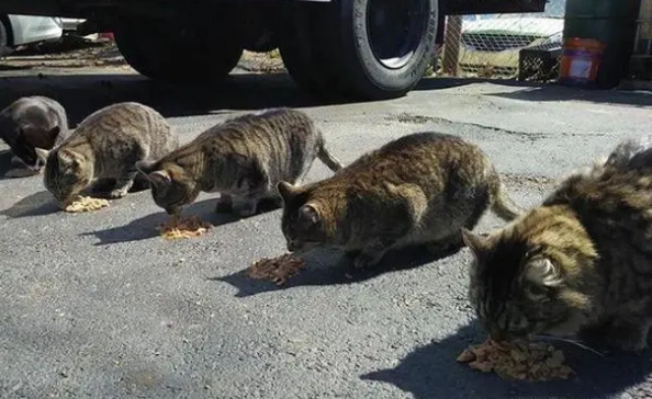 为什么狸花猫弃养率这么高?网友:不敢再养了! 为什么狸花猫弃养率这么高?网友:不敢再养了!