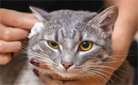 猫的耳朵有什么作用