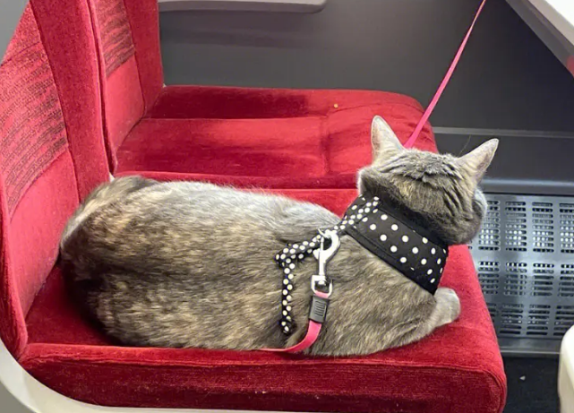 高铁托运一只猫要多少钱