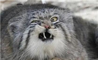 最容易扑咬人的几种猫,请记住它们的长相