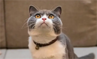 猫掉毛有什么办法解决