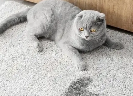 猫的尿味道大吗