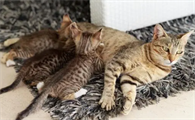 怀孕的猫上门吉利吗