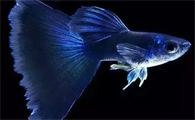 孔雀鱼养殖秘籍：打造绚丽水族箱的全方位指南