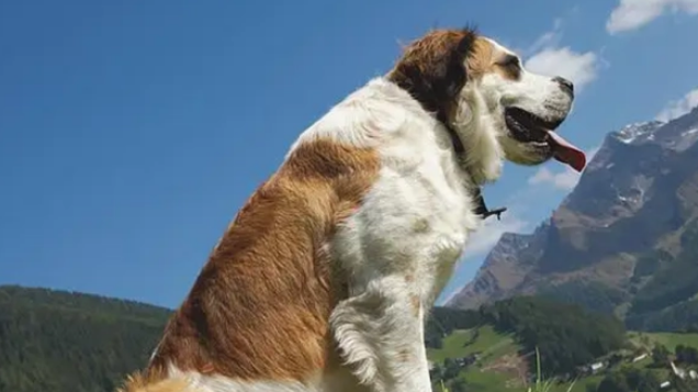 圣伯纳和伯恩山犬的区别是什么？
