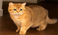 猫感冒会死吗