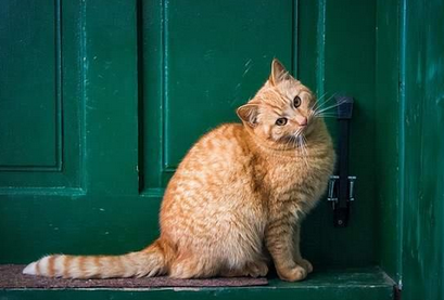 猫传播狂犬病的几率