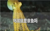 乌贼是章鱼吗