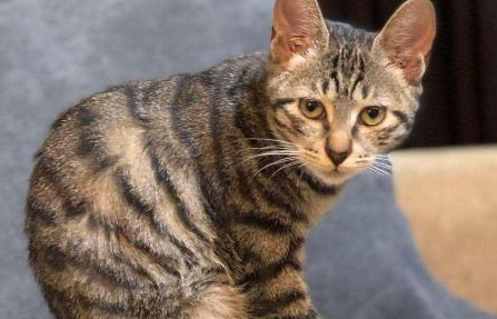 狸花猫:冷门背后的野性魅力 狸花猫:冷门背后的野性魅力