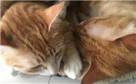 猫到新环境怎么安抚