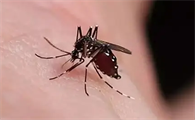 蚊子特别多如何驱蚊