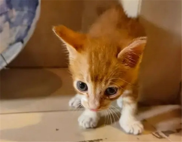 父母不喜欢猫强行养了