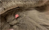 公猫尿失禁能自愈吗