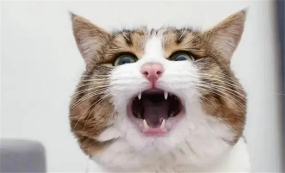 猫低沉呜呜像发怒的声音
