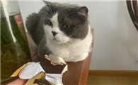 猫吃巧克力会不会死