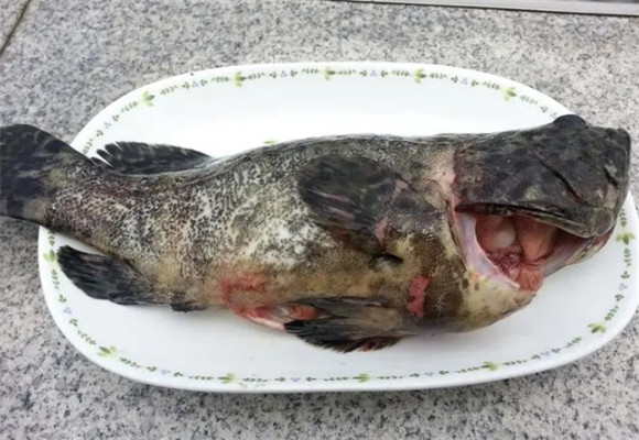 石斑鱼有鳞片吗 石斑鱼有鳞片吗