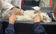 猫打完疫苗后的不良反应