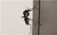 高层楼有没有蚊子