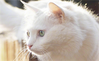 猫大早上一直在床上窜
