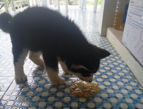 四个月阿拉斯加稀便怎么喂食