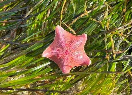 海星的头到底在哪里？