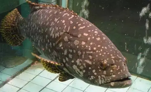 石斑鱼是海鱼吗 石斑鱼是海鱼吗