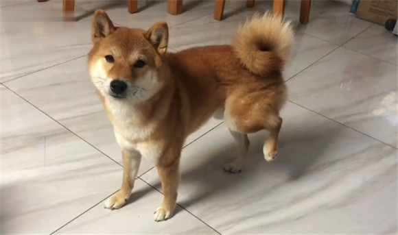狗后腿瘸能自行恢复吗 狗后腿瘸能自行恢复吗