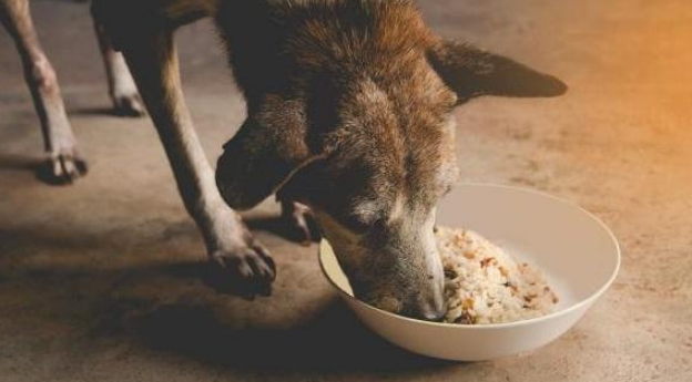 牧羊犬可以吃米饭么 牧羊犬可以吃米饭么