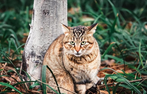 狸花猫的“缺点”，一般人驾驭不了，怪不得很多人不敢养 