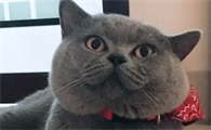 怀孕母猫拉稀能吃什么药