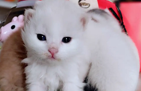 刚生完的小猫不吃奶怎么办