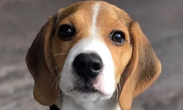 为啥都在劝你不要养比格犬？比格：不信谣不传谣！