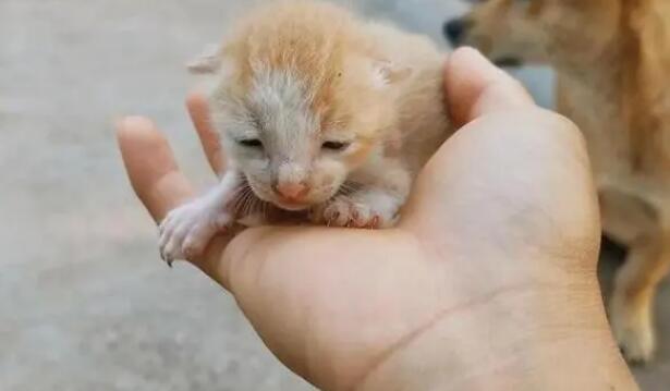 刚出生的小猫有狂犬病毒吗