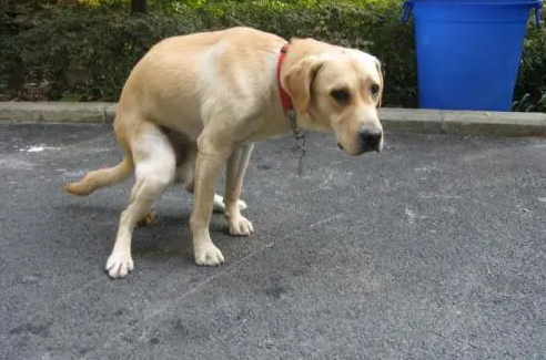 狗狗大小便训练 狗狗大小便训练